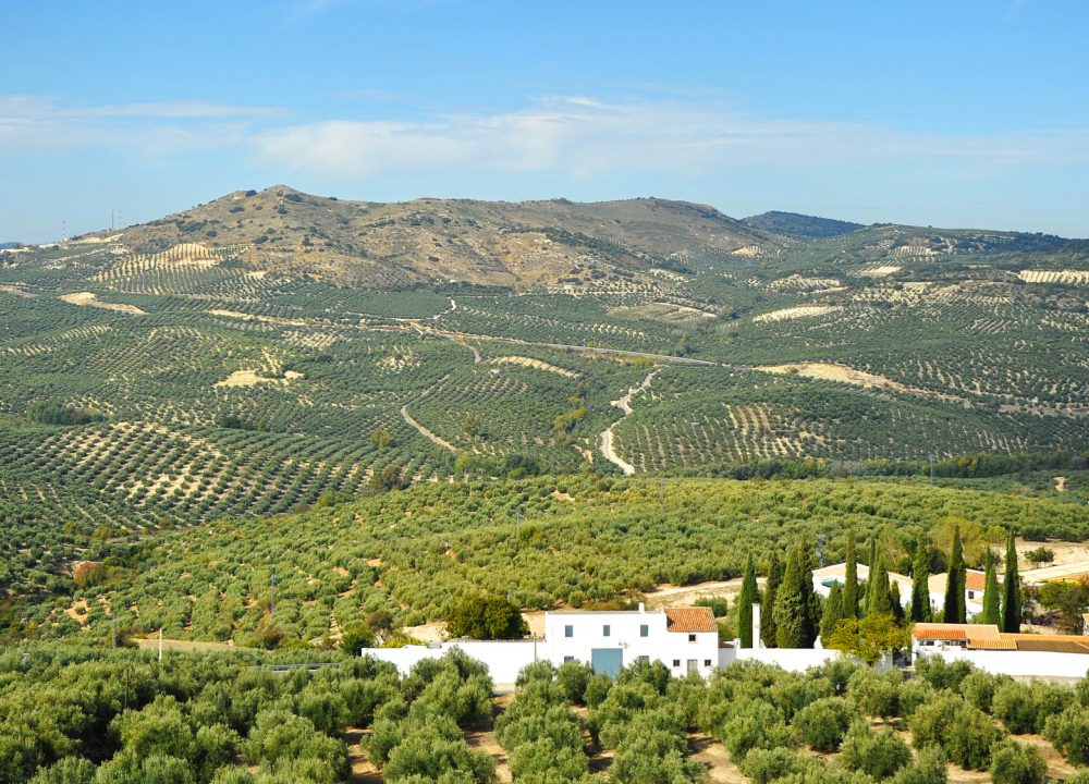 Olive,Groves,Of,Andalusia,Near,Zuheros,,Picturesque,Village,In,The